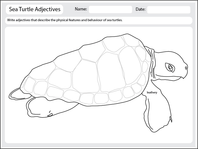 Adjectives To Describe Sea Turtles Studyladder Interactive Learning Games