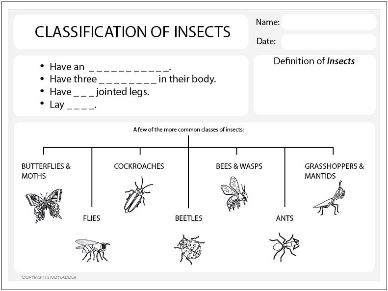 Studyladder printable Science worksheet ready to print and use offline